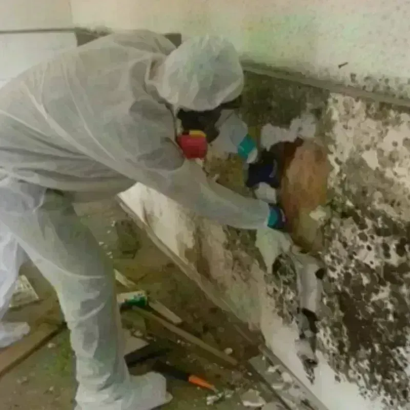 Mold Remediation and Removal in Farmington, IL